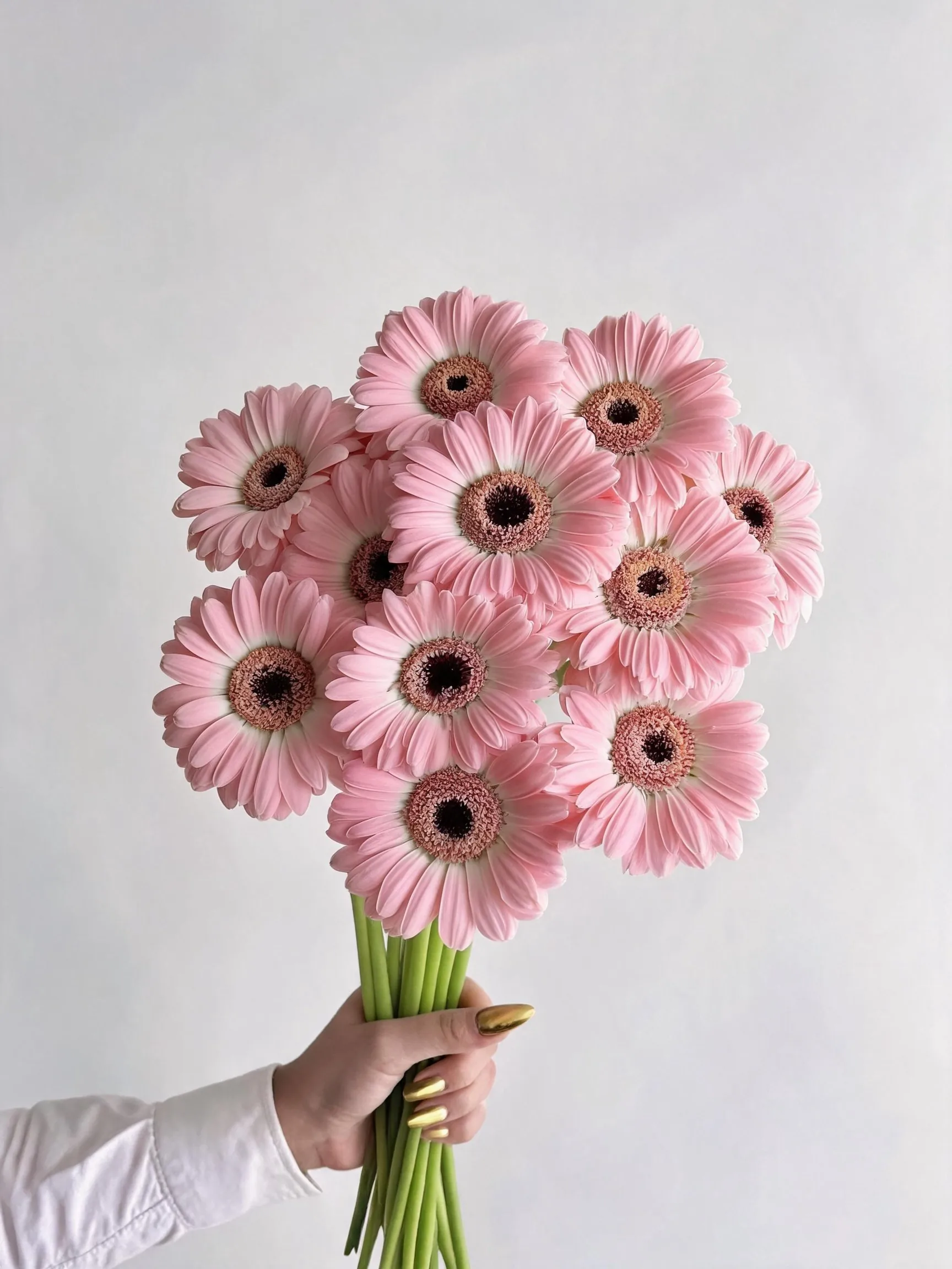 非洲菊 · 黛西